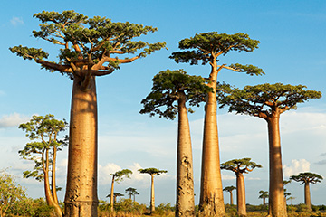 馬達加斯加曼達貝機場三字代碼(WMD),曼達貝機場(Mandabe Airport)四字碼,馬達加斯加機場三字碼查詢